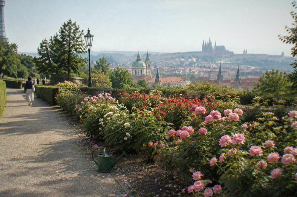 A rose garden in bloom on a hilltop, with the spires of a city on the horizon